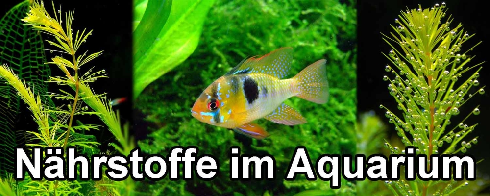 Nährstoffmanagement in der Aquaristik: Die Grundlage für ein gesundes Aquarium - Nährstoffmanagement in der Aquaristik: Tipps für ein gesundes Aquarium