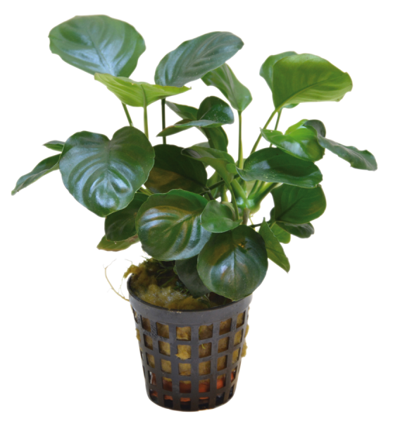 Anubias Nana Coin Topf