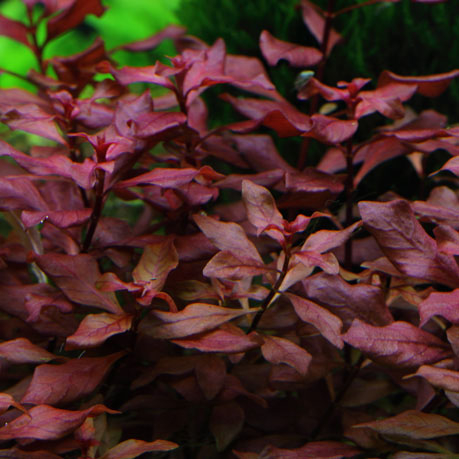 Ludwigia Palustris Mini Super Red InVitro