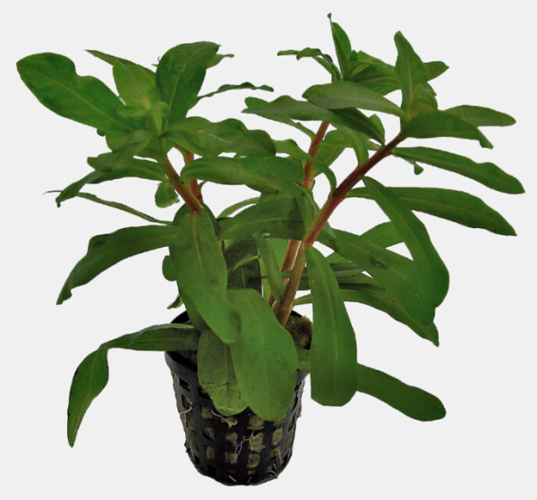 Ammania gracilis Topf